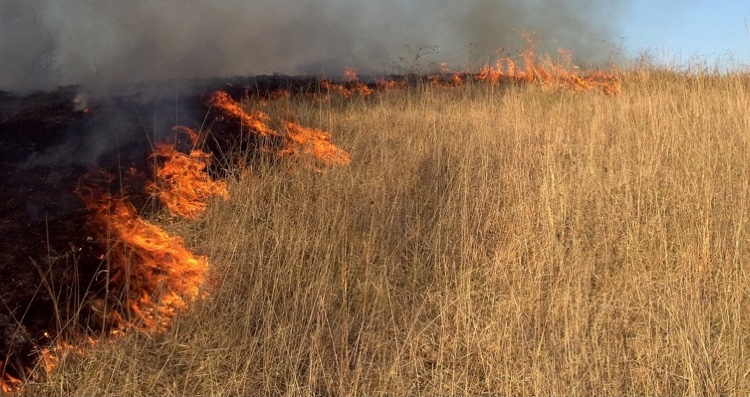 Fire in tallgrass prairie